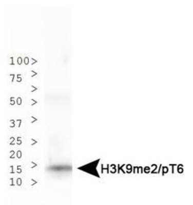 Western Blot: Histone H3 [p Thr6, Dimethyl Lys9] Antibody [NB21-1053] - Analysis of H3K9me2/pT6 in HeLa histone preps. Observed molecular weight is ~15 kDa.